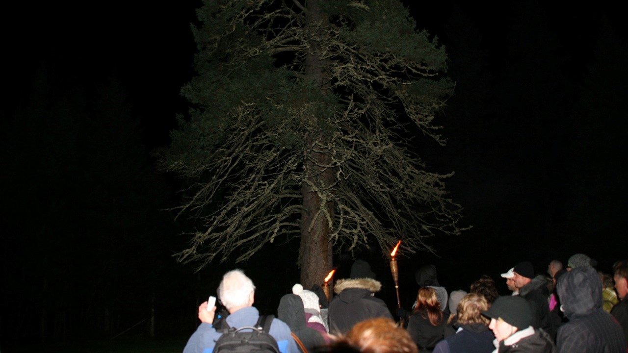 arbre