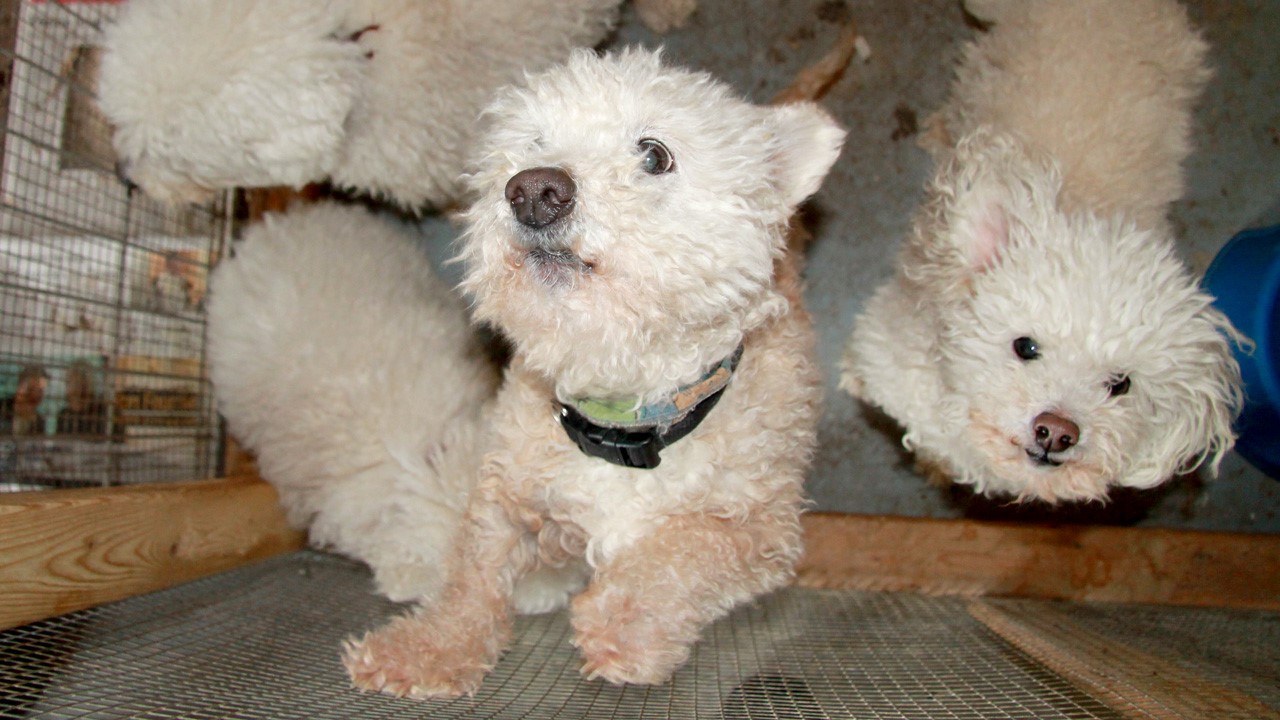 chiots